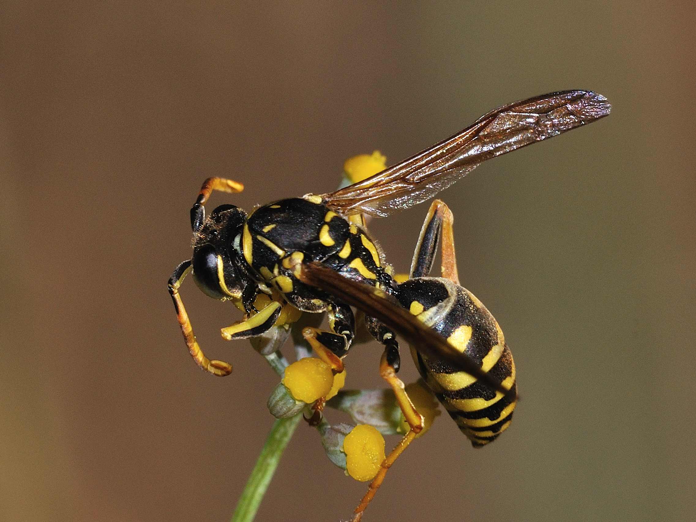 maschio di Polistes sp